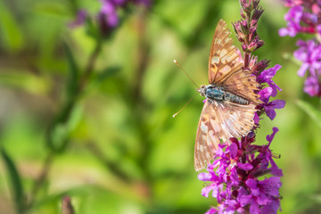 Butterfly Vanessa cardui with shabby wings sits on bright purple Loosestrife flower.