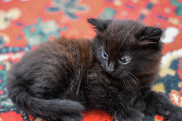 Fluffy black kitten on the carpet on floor.