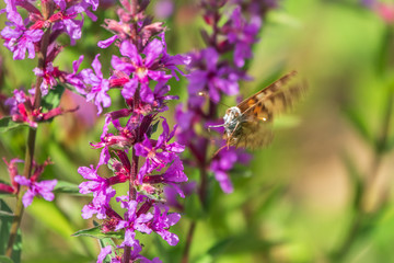 Butterfly lands on a bright purple flower