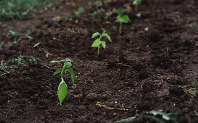 A young plant in the ground. Agriculture.