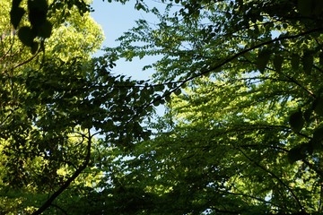 sun shining through trees