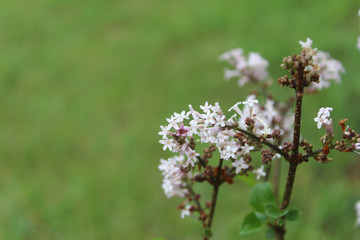 Flower in my garden after raining