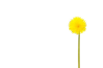 Beautiful yellow spring dandelion flowers bunch isolated on white background. Spring or summer background. Taraxacum officinale