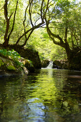 春の渓流と滝