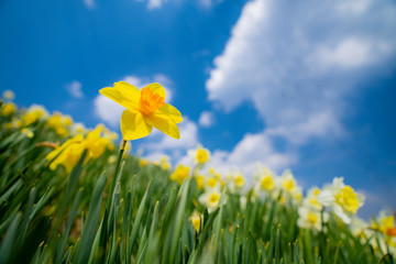 駒ヶ根　光前寺近くの水仙