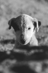 retrato de bebe perro en blanco y negro close up