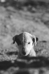 retrato de bebe perro en blanco y negro