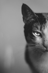 retrato de gato en blanco y negro