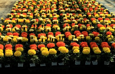 マリ―ゴ―ルドの勢揃い