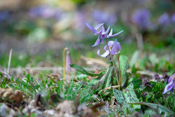 カタクリの花