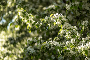 spring apple tree flowers in sunset light