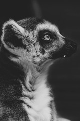 perfil de lemur en blanco y negro