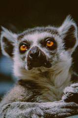 lemur mirando a la nada