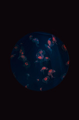 medusas en estanque de colores