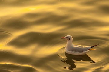 Seagull bird swimming on sea in sunset or evening time with gold or golden light tone.