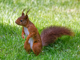 écureuil roux