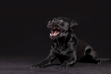 Labrador lustiges Gesicht im Studio