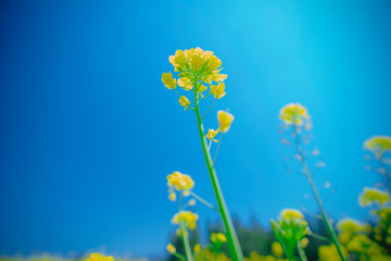 菜の花畑