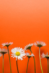 group of little daisy flowers on bright orange textured canvas background closeup