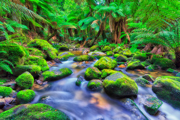 TAS Columba creek stream