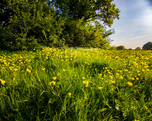 Obraz premium field of dandelions