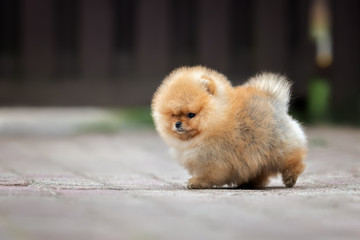 red pomeranian spitz puppy walking outdoors in summer