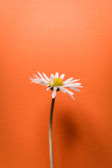 single little daisy flower on bright orange textured background closeup

