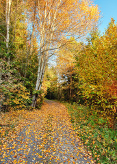 Dust and rock forest road, autumn coloured trees on both sides, clear sky in background