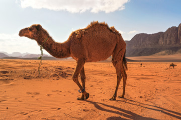 Camels walking on orange desert, one large animal in foreground, mountains background, typical Wadi...