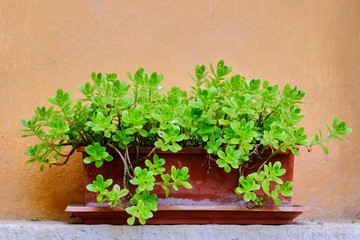 Rectangular pot with stonecrop with a ochre wall background