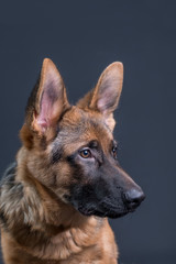 Portrait of a German Shepherd, 3 years old, head shot, in front of black background, copy-space