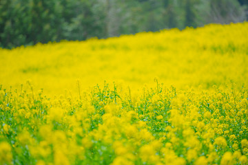 Obraz premium 菜の花畑