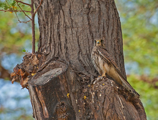 Wild female common kestrel perched on a tree trunk
