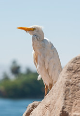 Cattle egret stood on rock in rural countryside landscape
