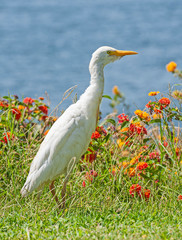 Obraz premium Cattle egret stood on grass in rural countryside meadow