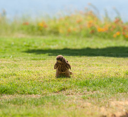 Wild female common kestrel stood hunting in grass