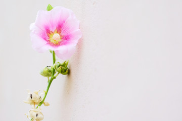 Isolated Pink hollyhock flower with its schizocarps
