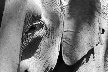 Elephant eye in black and white