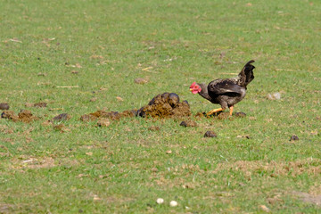 Close-up of black rooster crowing, the cock pecks in a lump of shit, selective focus. grass background
