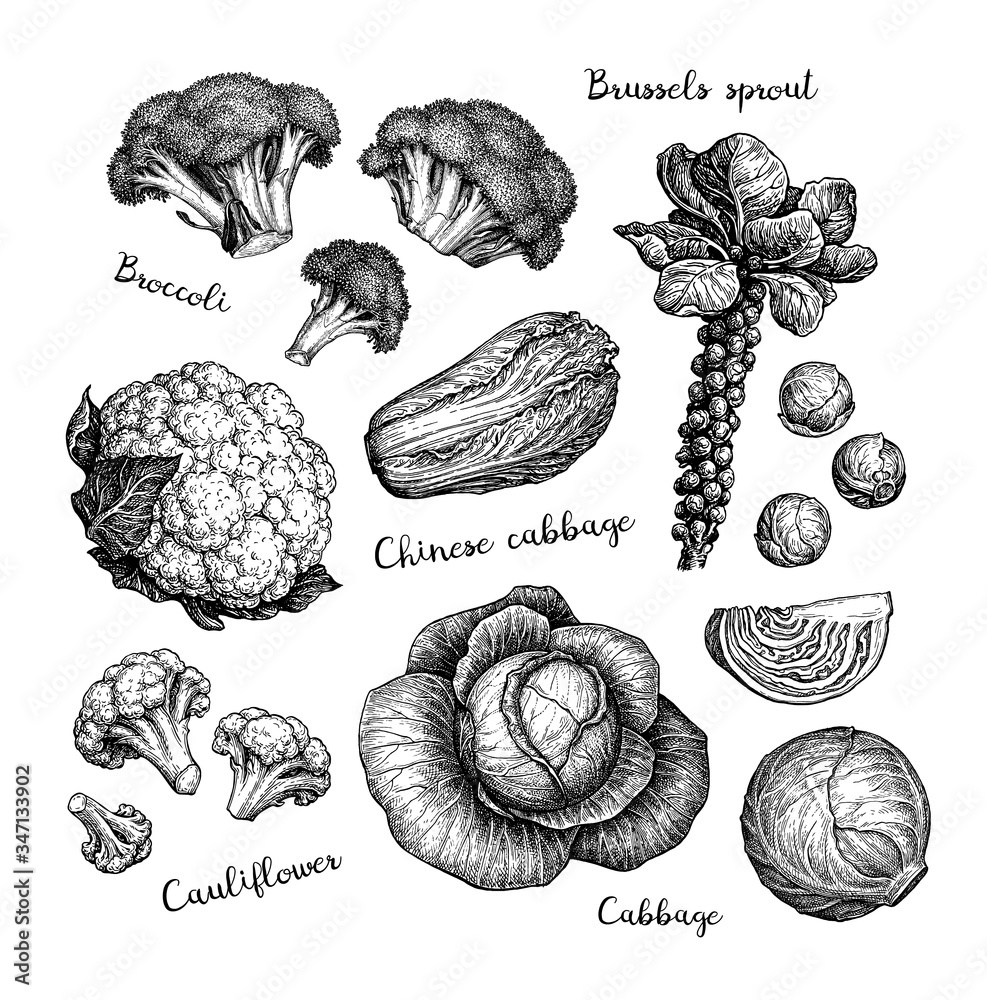 Canvas Prints big collection of cabbage.