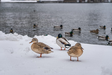 Mallards duck walk by Lake Konigssee Germany during snow in winter time