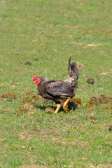 Close-up of black rooster crowing, the cock pecks in a lump of shit, selective focus. grass background