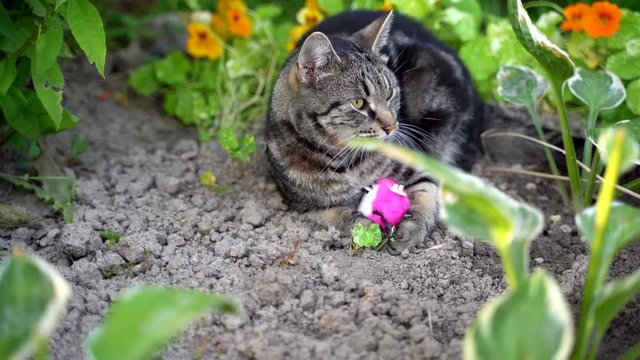 gray tabby cat plays with a clockwork pink mouse in the flowerbed, bright green saturated grass and rolls the mouse on the ground by his paw. Summer  time