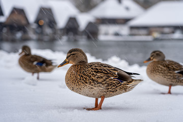 Mallards duck walk by Lake Konigssee Germany during snow in winter time
