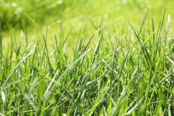 Lush green grass outdoors on sunny day, closeup