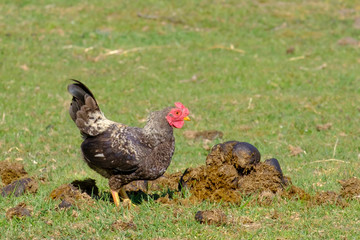 Close-up of black rooster crowing, the cock pecks in a lump of shit, selective focus. grass background