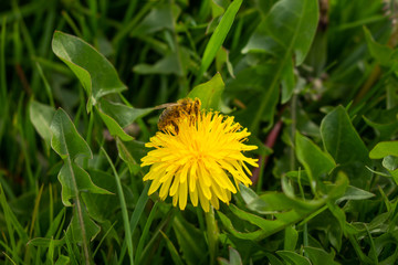 Bee pollinating dandelion in garden