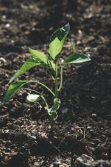 A day working in the vegetable garden, growing home grown food. Close up of young eggplant or aubergine plants growing in the sun, with tender leaves. Farm life.