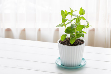 Potted spearmint - スペアミント