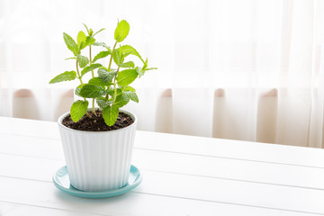 Potted spearmint - スペアミント